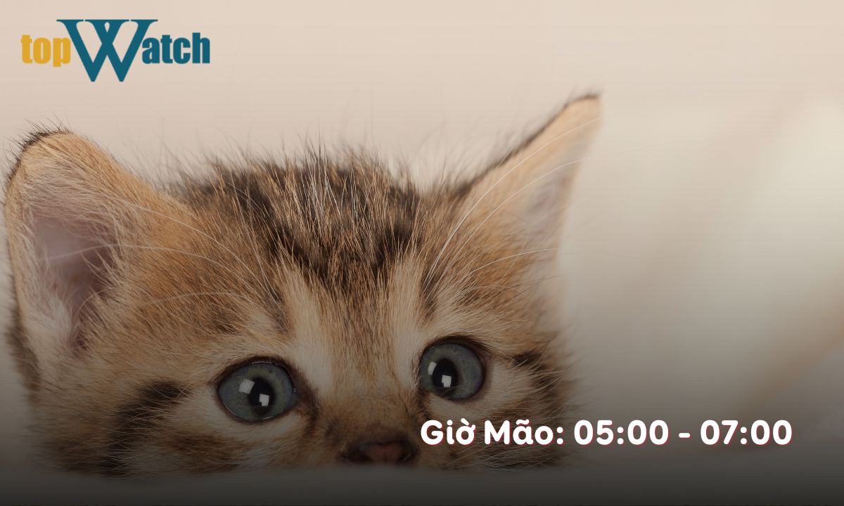 Giờ Mão là mấy giờ? Người sinh giờ Mão có điểm gì đặc biệt? giờ mão là từ mấy giờ đến mấy giờ