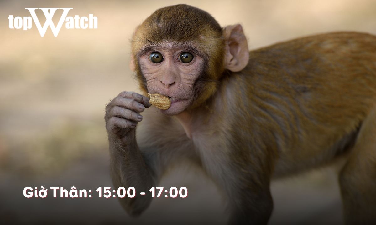 Giờ Thân là mấy giờ? Tính cách người sinh giờ Thân thế nào? giờ thân là mấy h