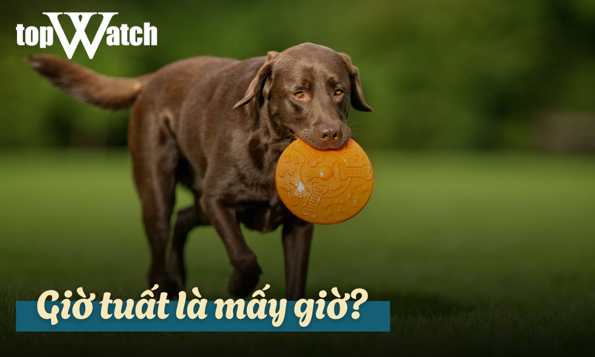 giờ tuất là mấy giờ