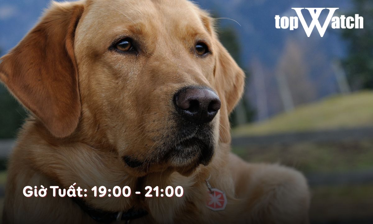 giờ tuất là từ mấy giờ