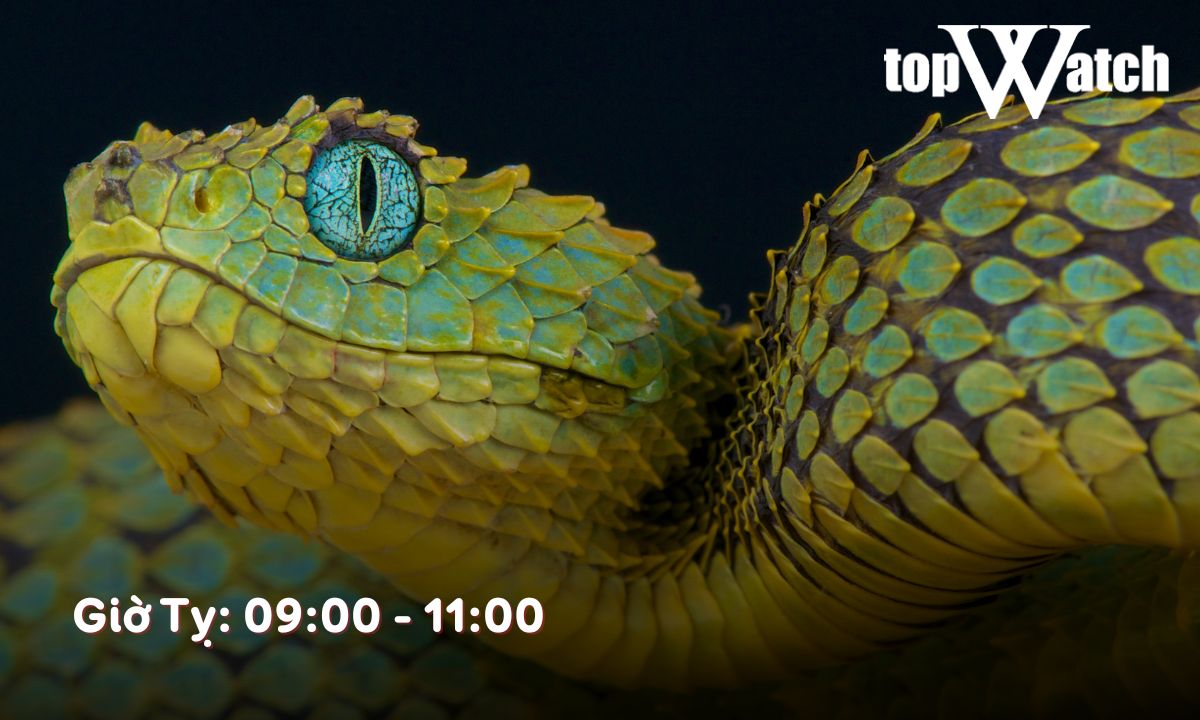 giờ tỵ là mấy giờ trong ngày