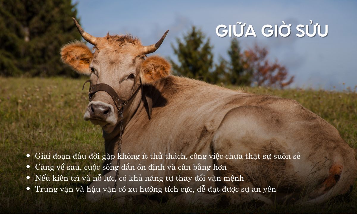 Giờ Sửu là mấy giờ? Người sinh giờ Sửu có số phận ra sao? giờ sửu là từ mấy giờ