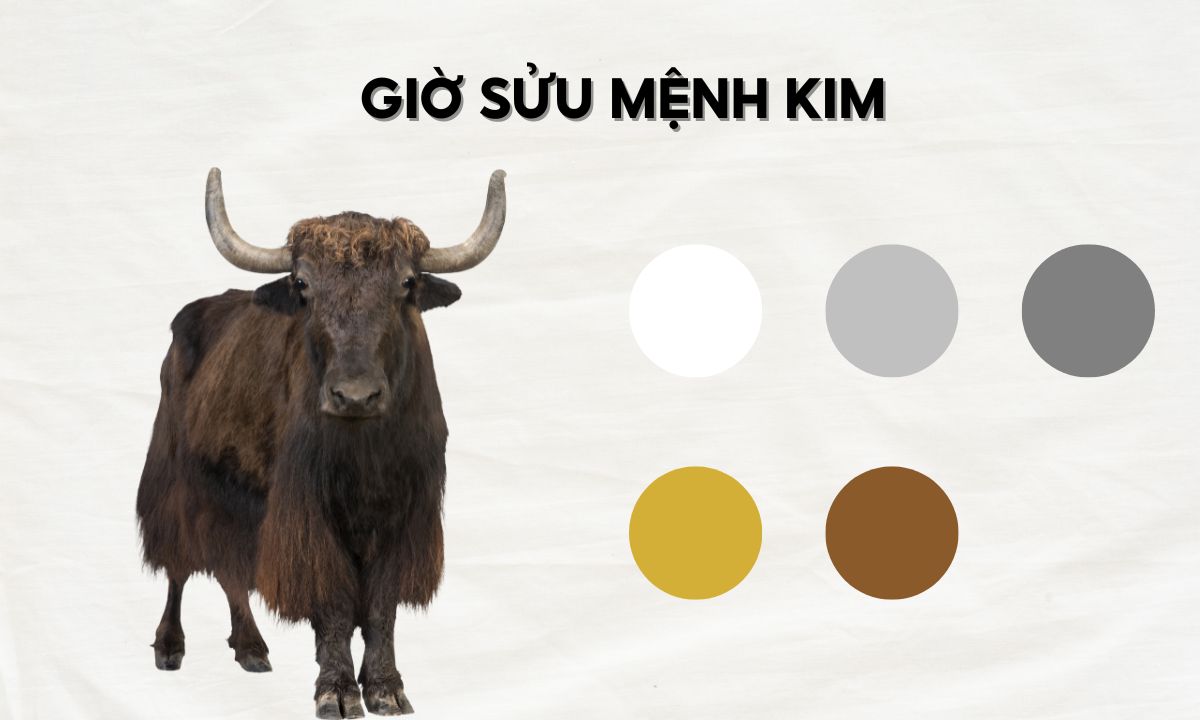 Giờ Sửu là mấy giờ? Người sinh giờ Sửu có số phận ra sao? nguoi sinh gio suu menh kim