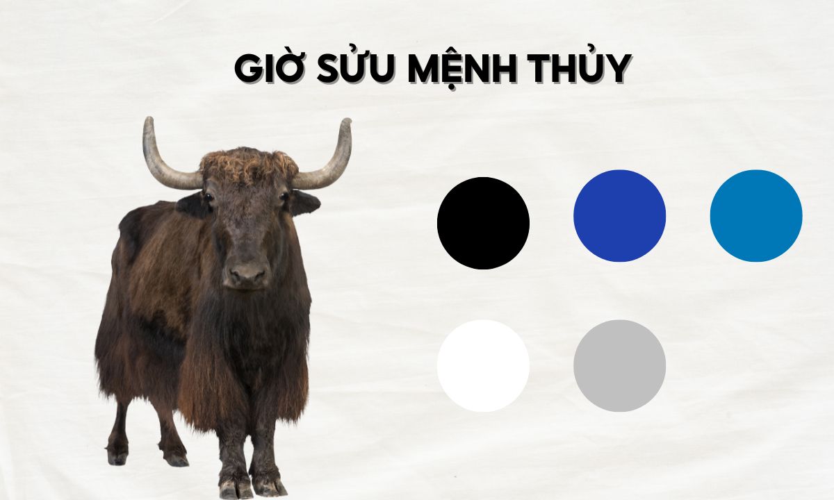 Giờ Sửu là mấy giờ? Người sinh giờ Sửu có số phận ra sao? nguoi sinh gio suu menh thuy